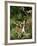 Domestic Cat Kitten in Flower Field-Jane Burton-Framed Photographic Print