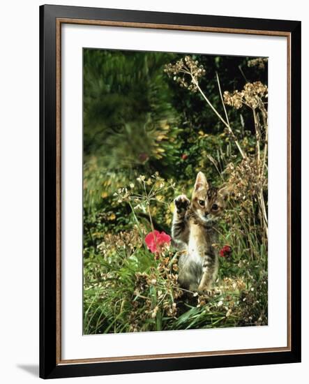 Domestic Cat Kitten in Flower Field-Jane Burton-Framed Photographic Print