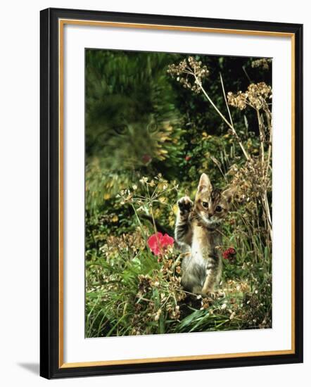 Domestic Cat Kitten in Flower Field-Jane Burton-Framed Photographic Print