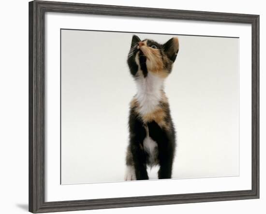 Domestic Cat, Kitten Looking Upwards-Jane Burton-Framed Photographic Print