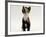 Domestic Cat, Kitten Looking Upwards-Jane Burton-Framed Photographic Print