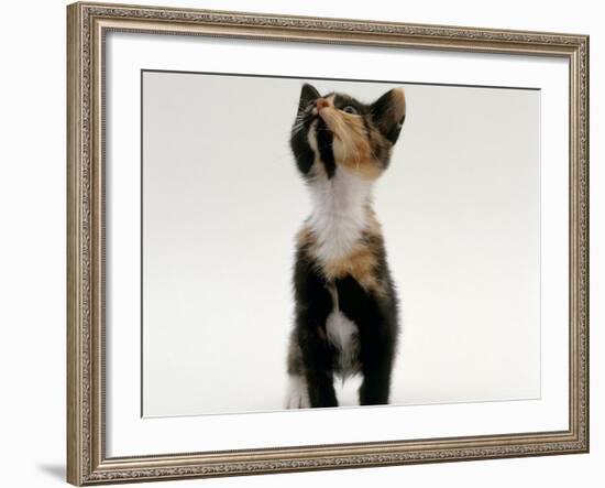 Domestic Cat, Kitten Looking Upwards-Jane Burton-Framed Photographic Print