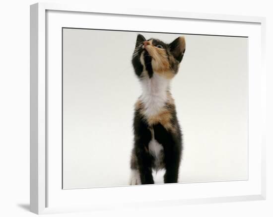 Domestic Cat, Kitten Looking Upwards-Jane Burton-Framed Photographic Print