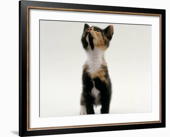 Domestic Cat, Kitten Looking Upwards-Jane Burton-Framed Photographic Print