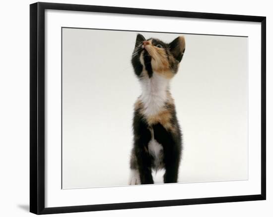 Domestic Cat, Kitten Looking Upwards-Jane Burton-Framed Photographic Print