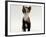 Domestic Cat, Kitten Looking Upwards-Jane Burton-Framed Photographic Print