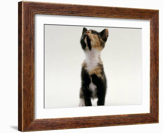 Domestic Cat, Kitten Looking Upwards-Jane Burton-Framed Photographic Print