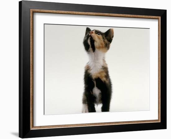 Domestic Cat, Kitten Looking Upwards-Jane Burton-Framed Photographic Print