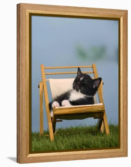 Domestic Cat, Kitten Sleeping on a Deckchair-Petra Wegner-Framed Premier Image Canvas