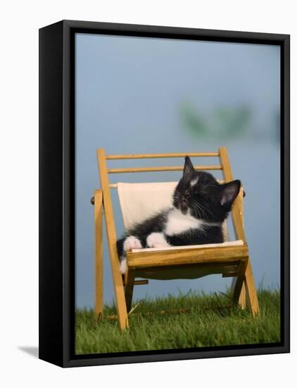 Domestic Cat, Kitten Sleeping on a Deckchair-Petra Wegner-Framed Premier Image Canvas