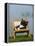 Domestic Cat, Kitten Sleeping on a Deckchair-Petra Wegner-Framed Premier Image Canvas