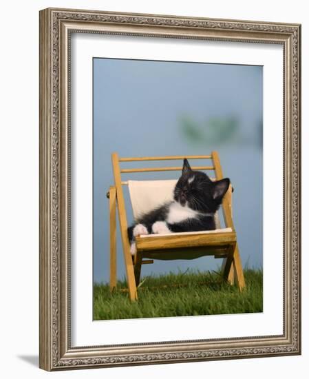 Domestic Cat, Kitten Sleeping on a Deckchair-Petra Wegner-Framed Photographic Print