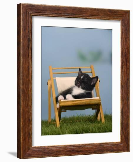 Domestic Cat, Kitten Sleeping on a Deckchair-Petra Wegner-Framed Photographic Print