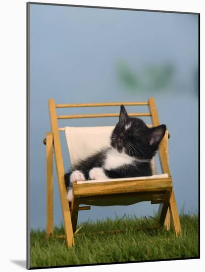 Domestic Cat, Kitten Sleeping on a Deckchair-Petra Wegner-Mounted Photographic Print