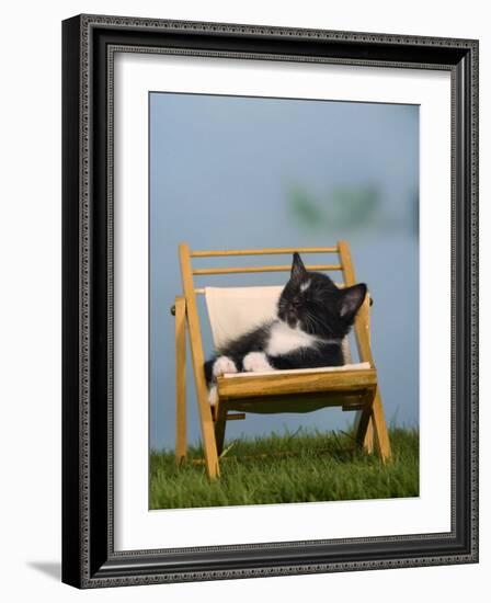 Domestic Cat, Kitten Sleeping on a Deckchair-Petra Wegner-Framed Photographic Print