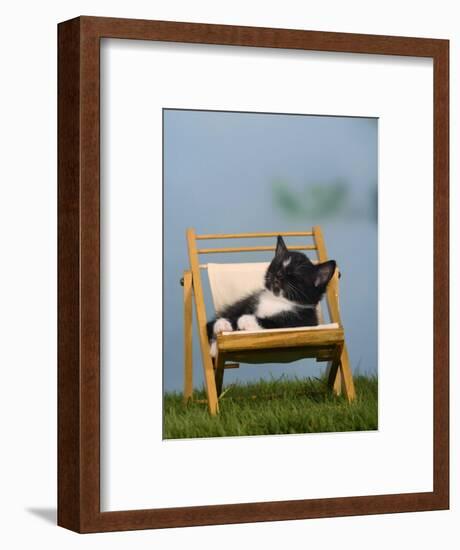 Domestic Cat, Kitten Sleeping on a Deckchair-Petra Wegner-Framed Photographic Print