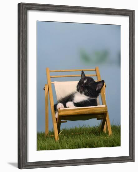 Domestic Cat, Kitten Sleeping on a Deckchair-Petra Wegner-Framed Photographic Print