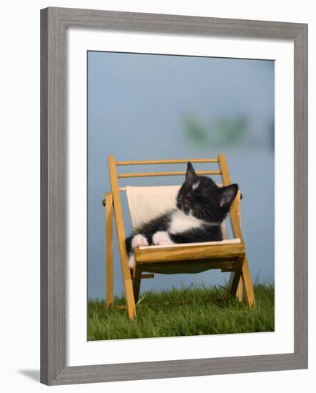 Domestic Cat, Kitten Sleeping on a Deckchair-Petra Wegner-Framed Photographic Print