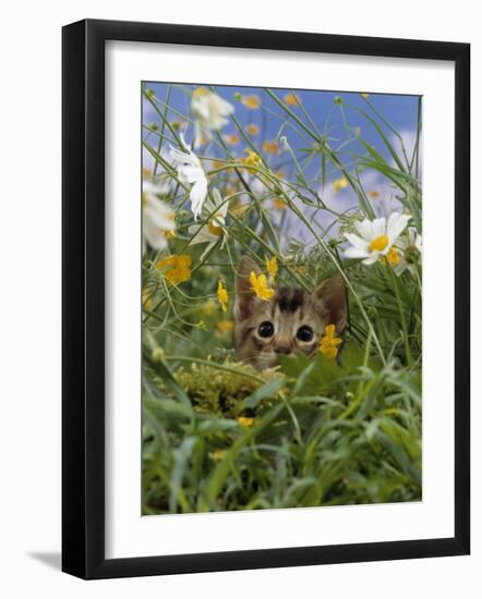 Domestic Cat, Kitten Stalking an Insect in the Long Grass-Jane Burton-Framed Photographic Print