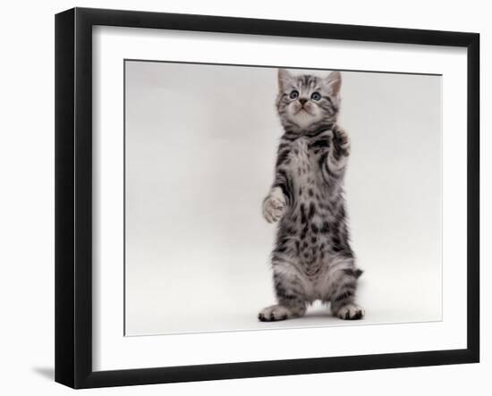 Domestic Cat, Kitten Standing on Rear Legs-Jane Burton-Framed Photographic Print