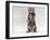 Domestic Cat, Kitten Standing on Rear Legs-Jane Burton-Framed Photographic Print