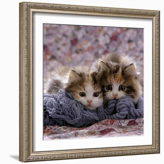 Domestic Cat Kittens, 8-Weeks, Tortoiseshell-And-White Sisters, (Persian-Cross')-Jane Burton-Framed Photographic Print