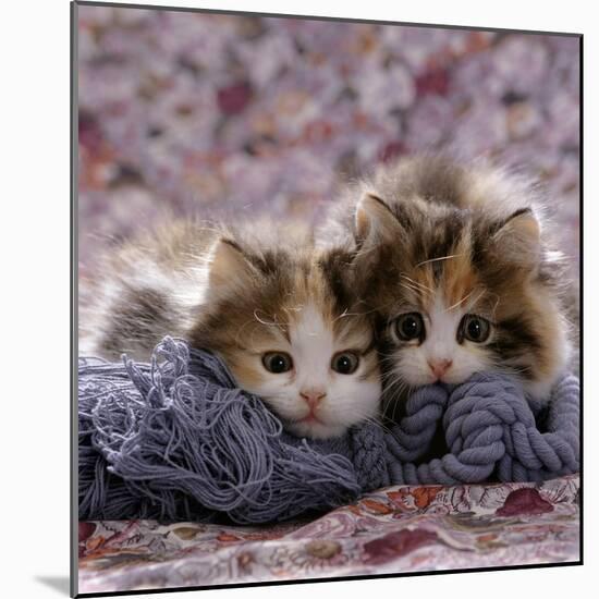 Domestic Cat Kittens, 8-Weeks, Tortoiseshell-And-White Sisters, (Persian-Cross')-Jane Burton-Mounted Photographic Print