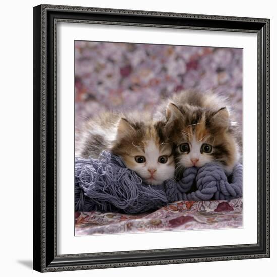 Domestic Cat Kittens, 8-Weeks, Tortoiseshell-And-White Sisters, (Persian-Cross')-Jane Burton-Framed Photographic Print