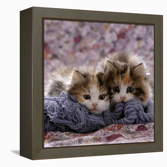 Domestic Cat Kittens, 8-Weeks, Tortoiseshell-And-White Sisters, (Persian-Cross')-Jane Burton-Framed Premier Image Canvas