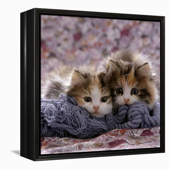 Domestic Cat Kittens, 8-Weeks, Tortoiseshell-And-White Sisters, (Persian-Cross')-Jane Burton-Framed Premier Image Canvas