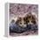 Domestic Cat Kittens, 8-Weeks, Tortoiseshell-And-White Sisters, (Persian-Cross')-Jane Burton-Framed Premier Image Canvas