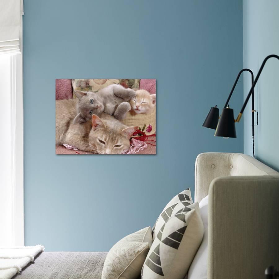 Domestic Cat Lilac Tortoiseshell Mother With Cream And Blue