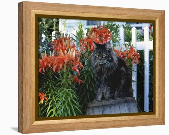 Domestic Cat, Maine Coon Breed, Maine, USA-Lynn M. Stone-Framed Premier Image Canvas