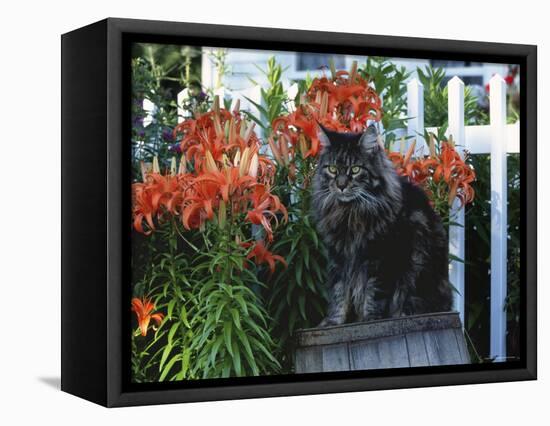 Domestic Cat, Maine Coon Breed, Maine, USA-Lynn M. Stone-Framed Premier Image Canvas