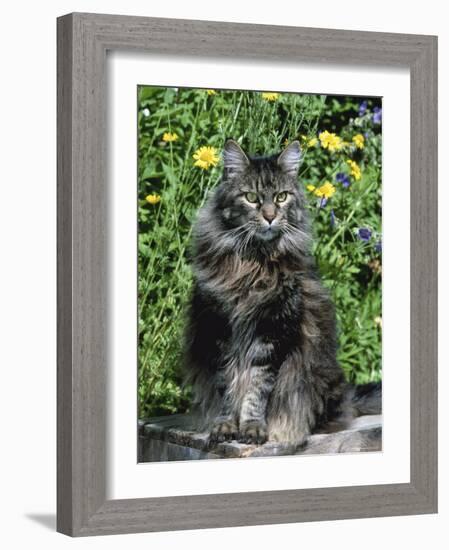 Domestic Cat, Maine Coon Breed, Maine, USA-Lynn M. Stone-Framed Photographic Print