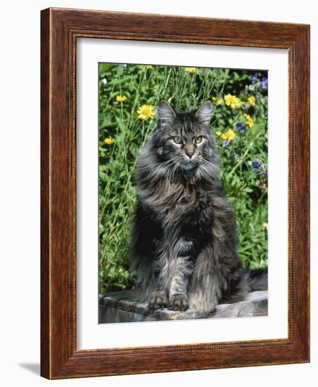 Domestic Cat, Maine Coon Breed, Maine, USA-Lynn M. Stone-Framed Photographic Print