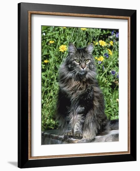 Domestic Cat, Maine Coon Breed, Maine, USA-Lynn M. Stone-Framed Photographic Print