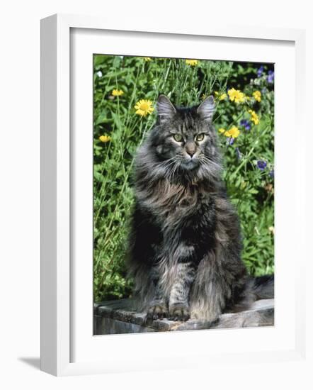 Domestic Cat, Maine Coon Breed, Maine, USA-Lynn M. Stone-Framed Photographic Print