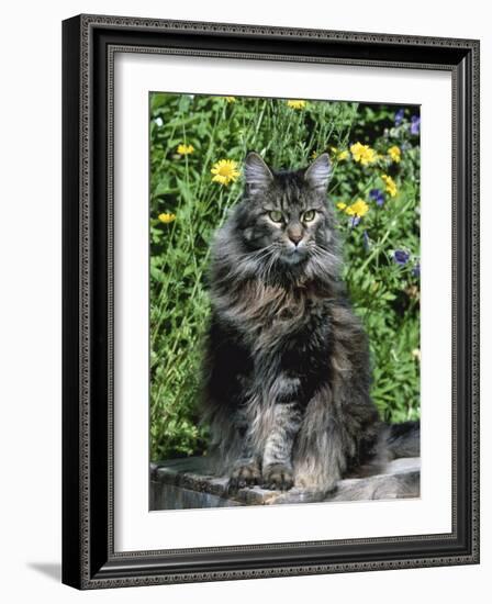 Domestic Cat, Maine Coon Breed, Maine, USA-Lynn M. Stone-Framed Photographic Print