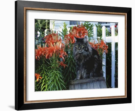 Domestic Cat, Maine Coon Breed, Maine, USA-Lynn M. Stone-Framed Photographic Print