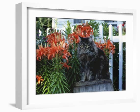 Domestic Cat, Maine Coon Breed, Maine, USA-Lynn M. Stone-Framed Photographic Print