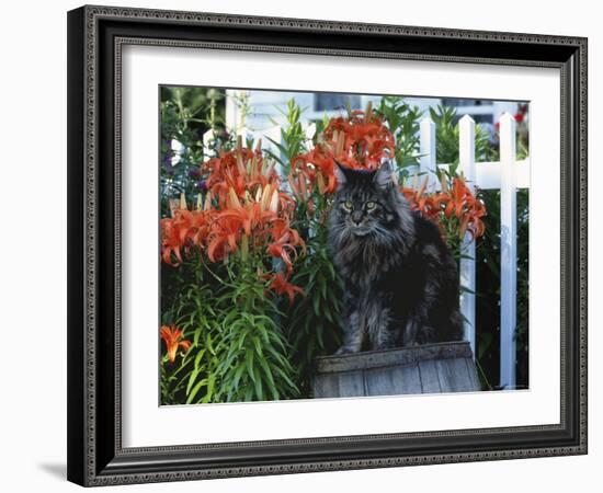 Domestic Cat, Maine Coon Breed, Maine, USA-Lynn M. Stone-Framed Photographic Print