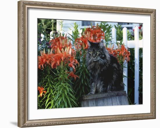 Domestic Cat, Maine Coon Breed, Maine, USA-Lynn M. Stone-Framed Photographic Print