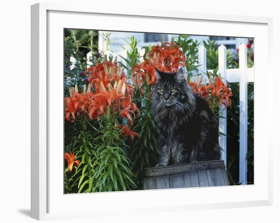 Domestic Cat, Maine Coon Breed, Maine, USA-Lynn M. Stone-Framed Photographic Print