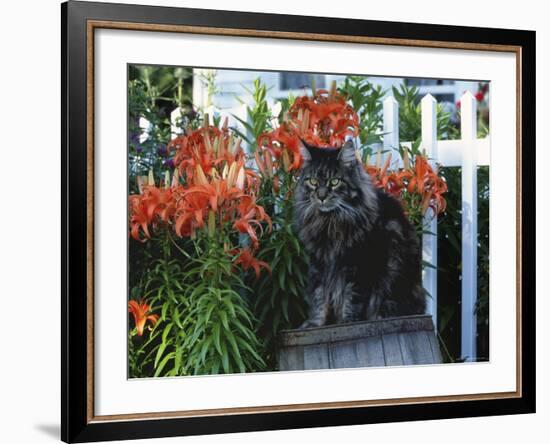 Domestic Cat, Maine Coon Breed, Maine, USA-Lynn M. Stone-Framed Photographic Print