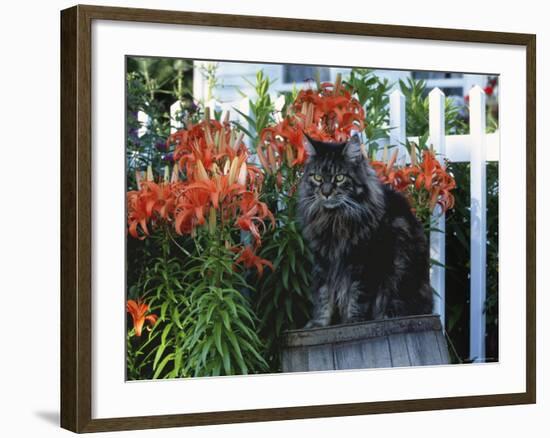 Domestic Cat, Maine Coon Breed, Maine, USA-Lynn M. Stone-Framed Photographic Print