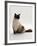 Domestic Cat, Mitted Seal-Point Ragdoll Male-Jane Burton-Framed Photographic Print