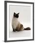 'Domestic Cat, Mitted Seal-Point Ragdoll Male' Photographic Print ...