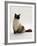 Domestic Cat, Mitted Seal-Point Ragdoll Male-Jane Burton-Framed Photographic Print