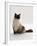 Domestic Cat, Mitted Seal-Point Ragdoll Male-Jane Burton-Framed Photographic Print